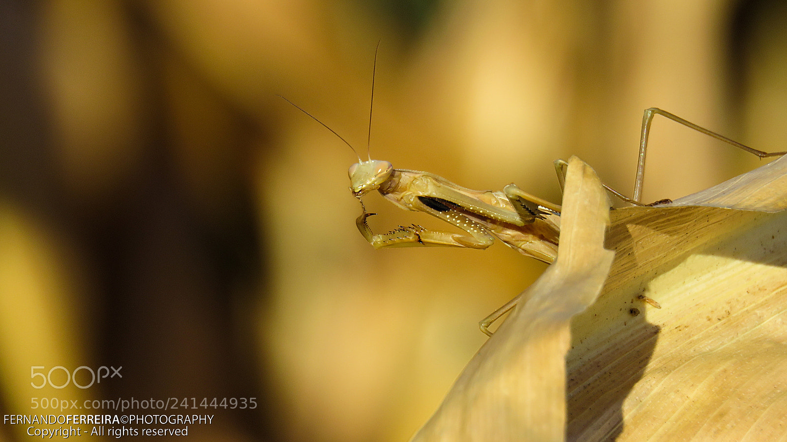 Canon PowerShot SX60 HS sample photo. Louva-a-deus mantis religiosa f photography