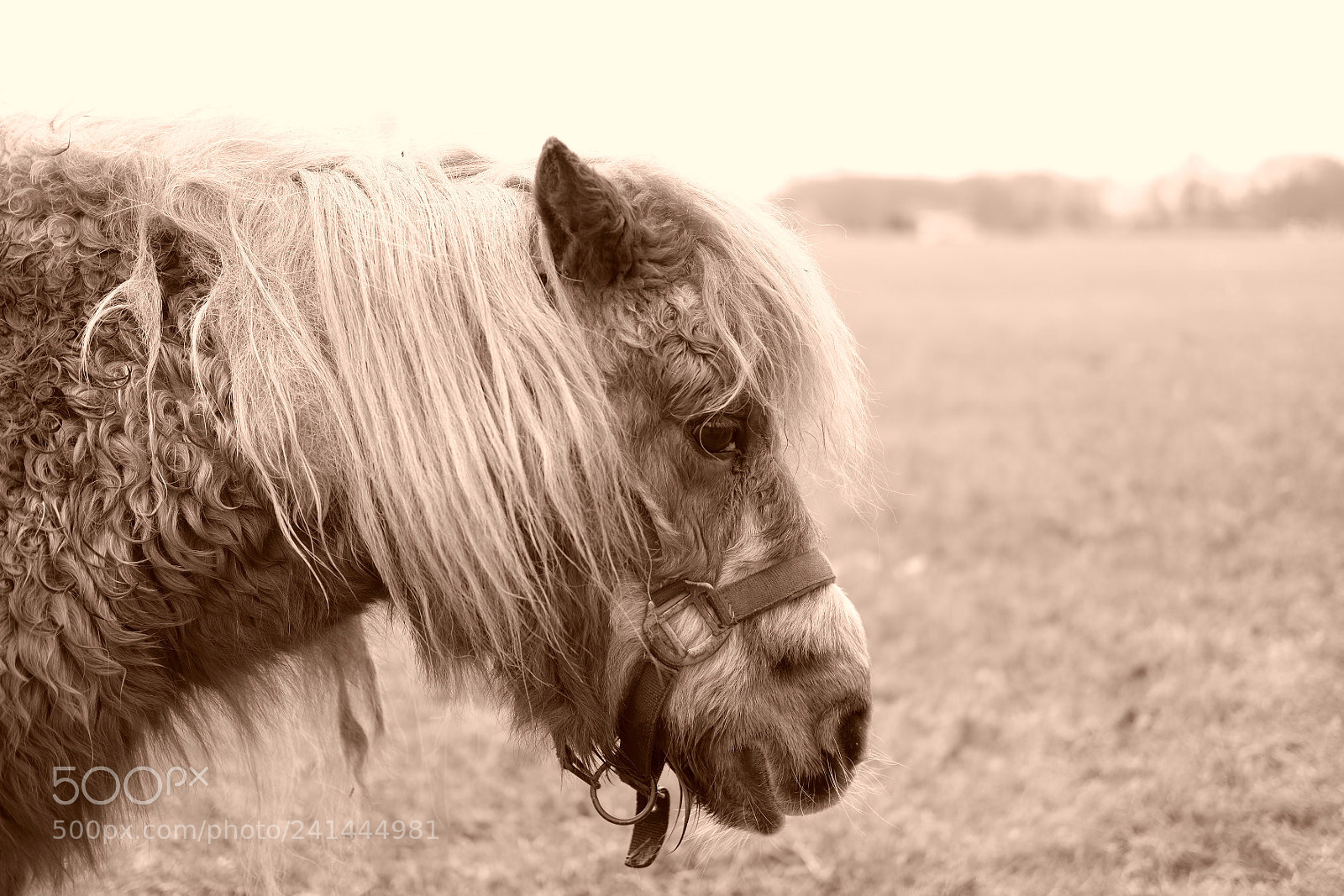 Fujifilm X-T2 sample photo. A little horse photography