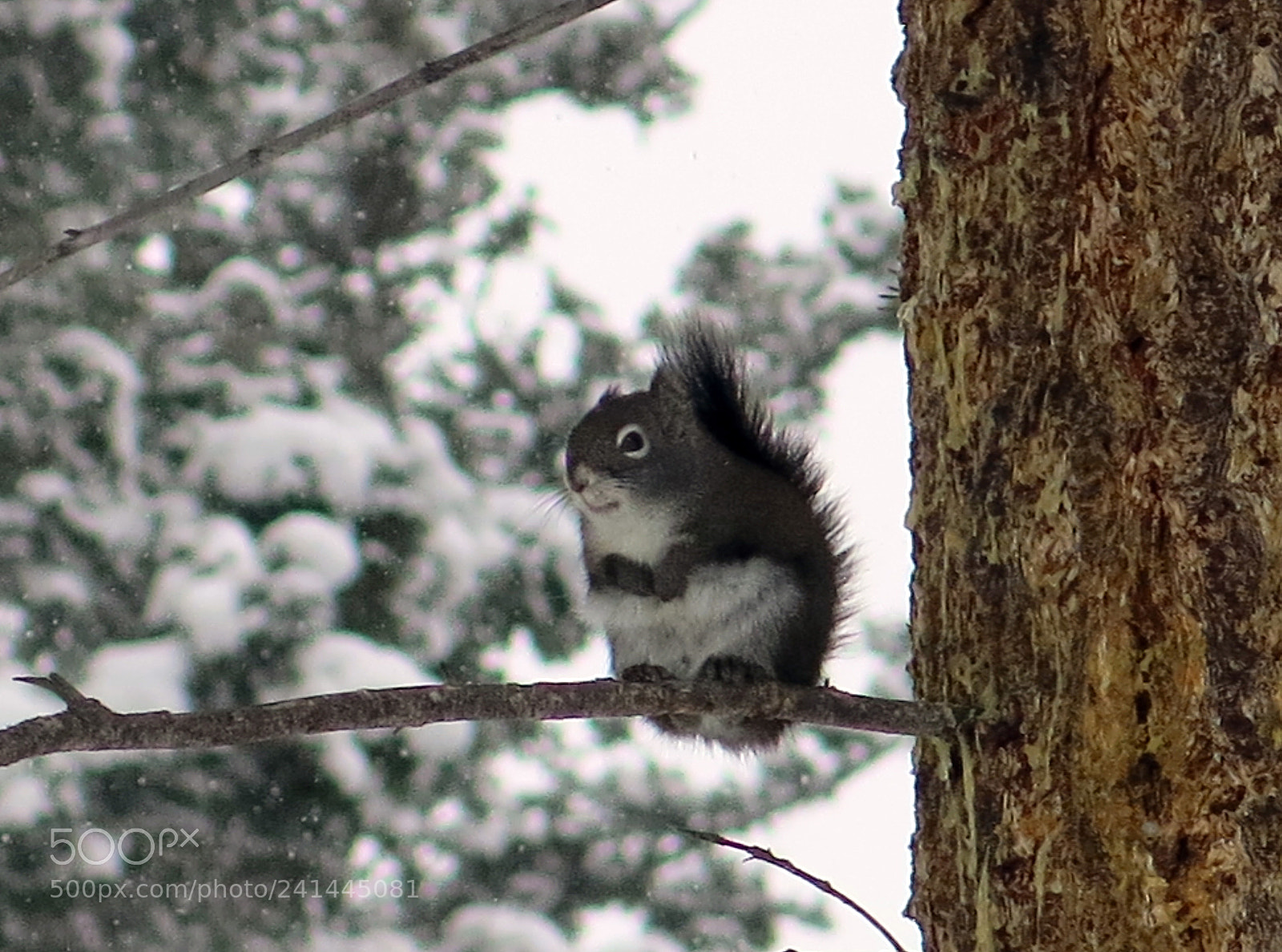 Canon PowerShot G15 sample photo. Img_1943-0.jpg squirrel photography