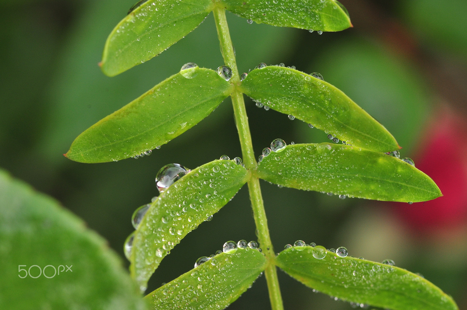 Nikon D90 sample photo. Step up... photography