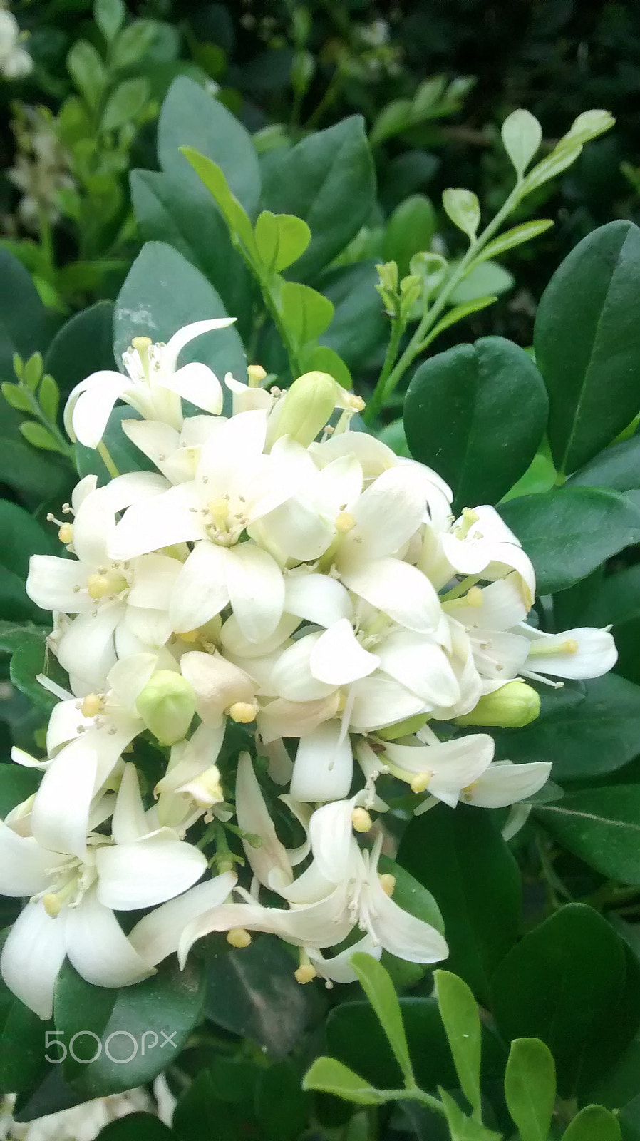 Motorola Moto G (1st Gen) sample photo. Flor.jpg photography