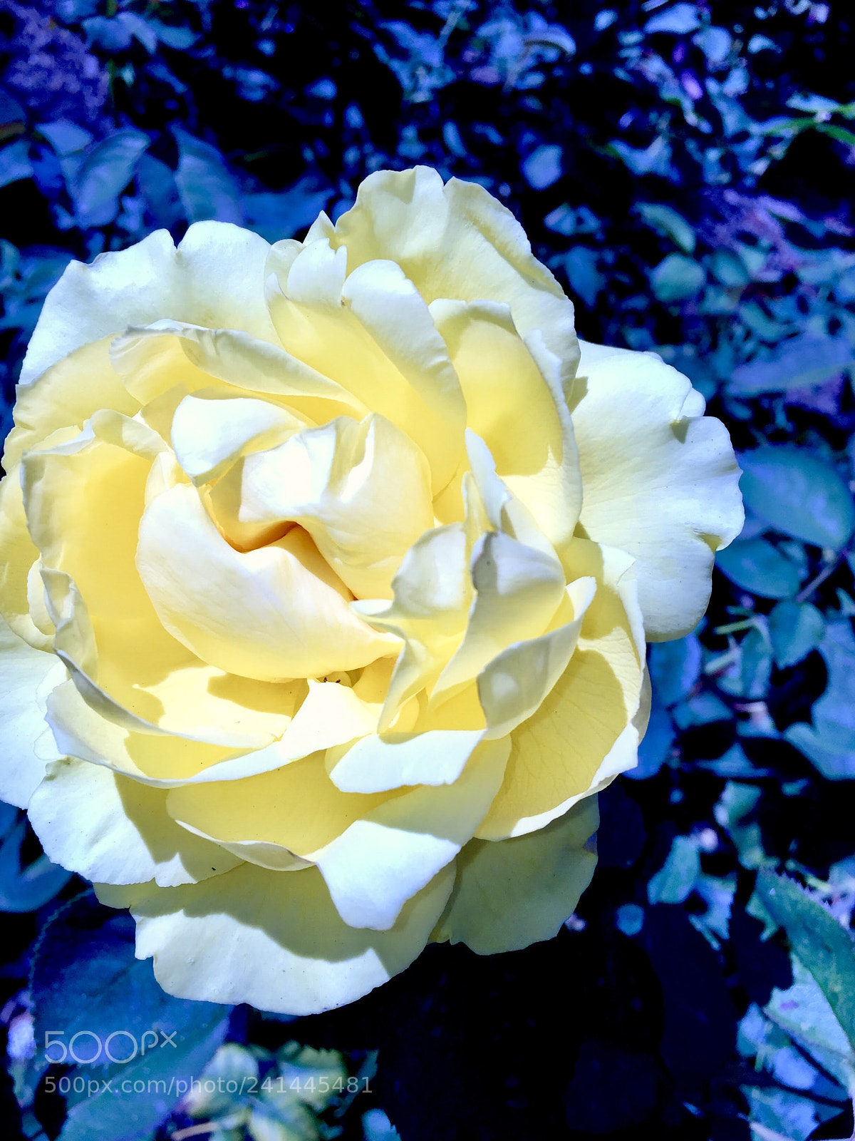 Apple iPhone 6 sample photo. Yellow and blue bliss photography