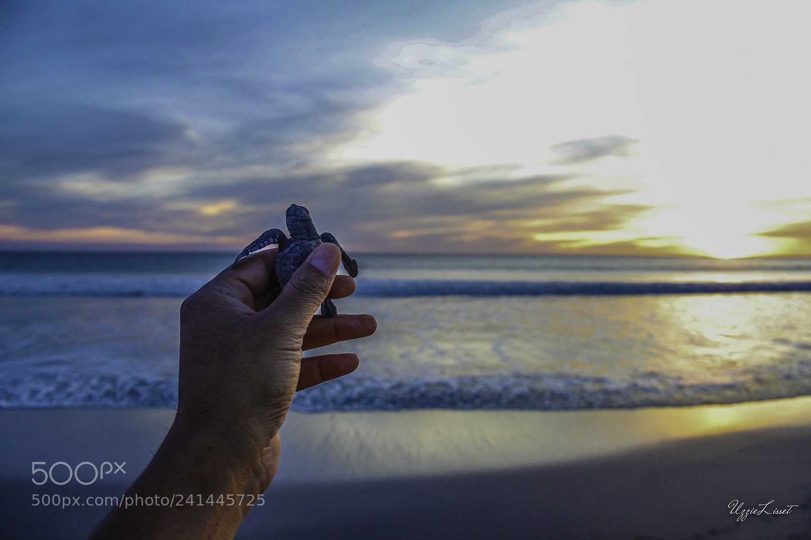 Canon EOS 60D sample photo. Liberando tortugas golfinas photography