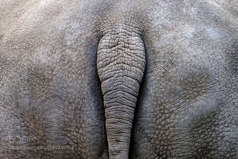Olympus OM-D E-M1 Mark II sample photo. Tail photography