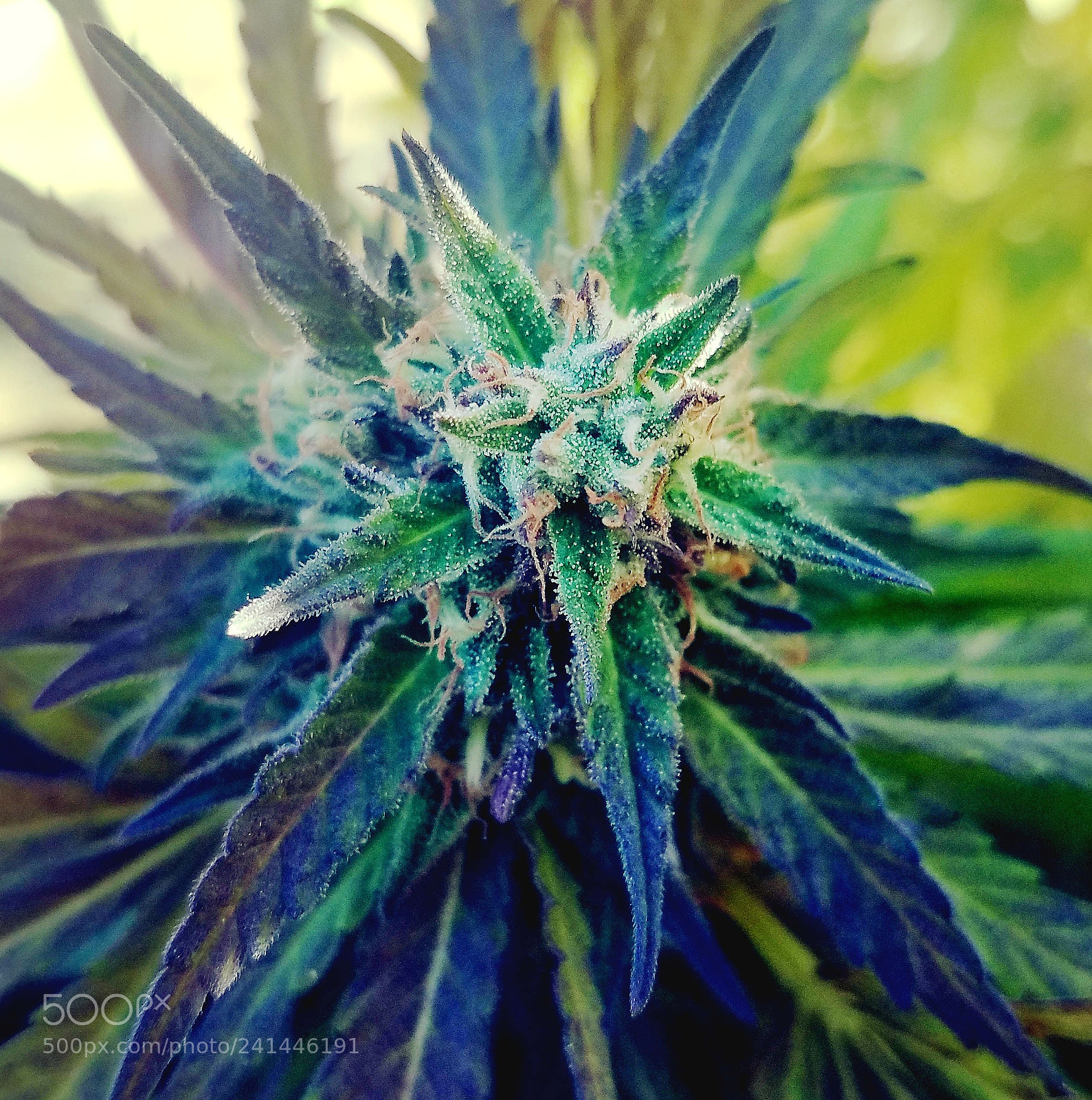 Samsung Galaxy S7 sample photo. Untitled photography