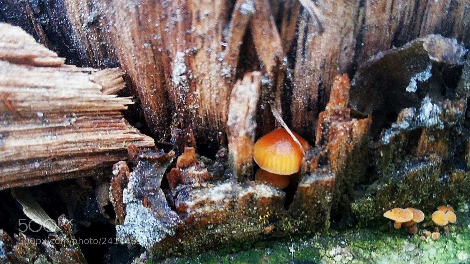 Samsung Galaxy Grand Prime sample photo. Untitled photography