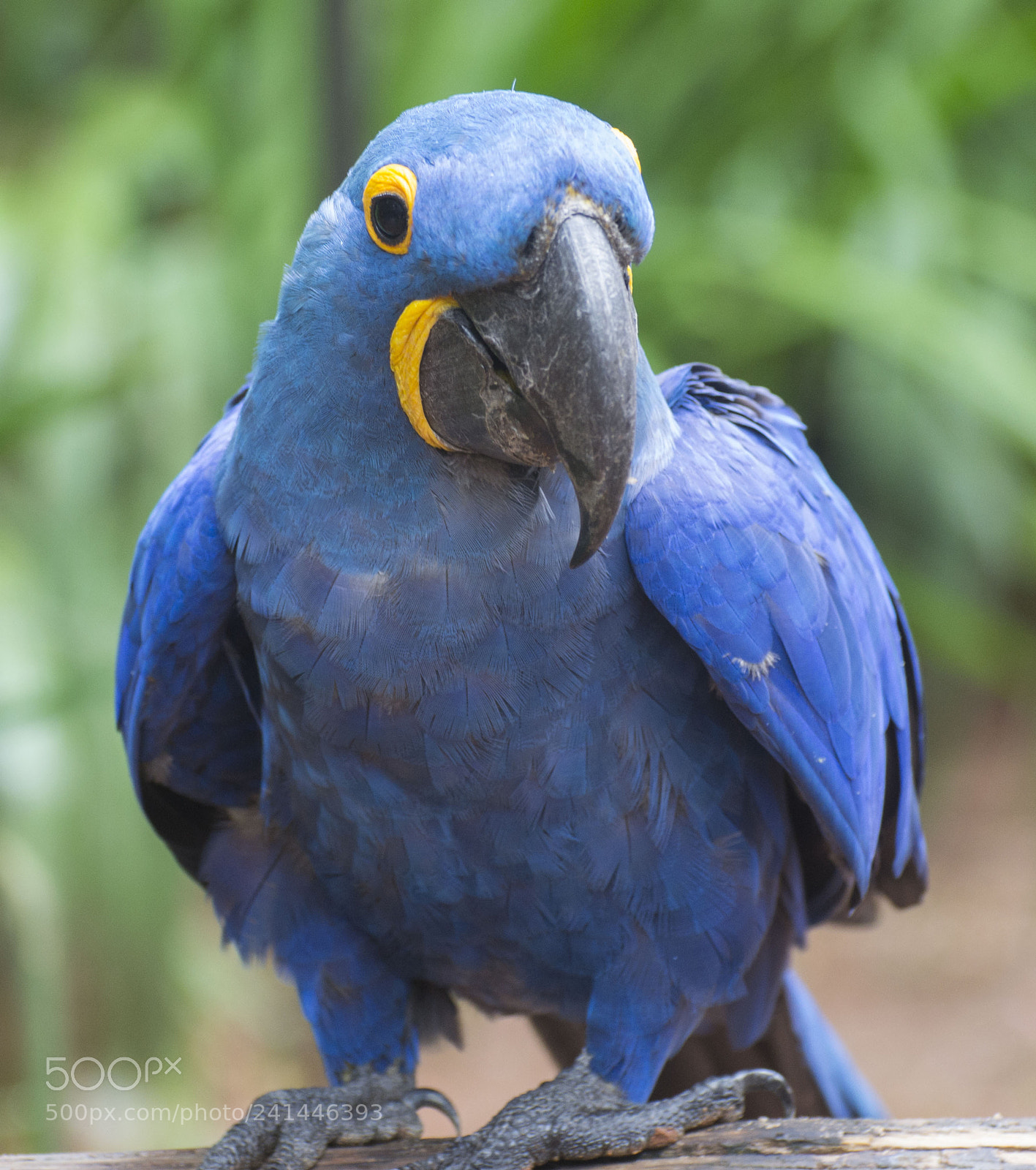 Nikon D3100 sample photo. Parrot smiling photography