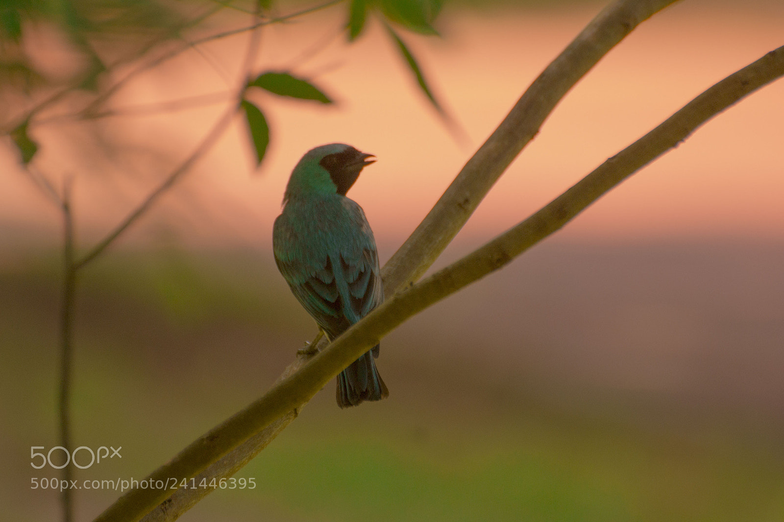 Nikon D3100 sample photo. Blue bird photography