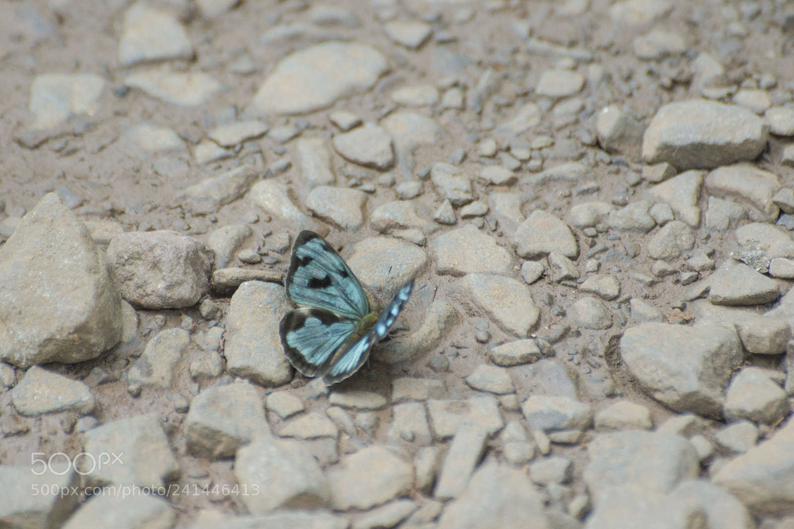 Nikon D3100 sample photo. Butterfly on the ground photography