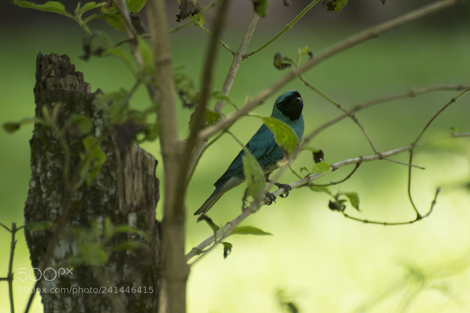 Nikon D3100 sample photo. Blue bird photography