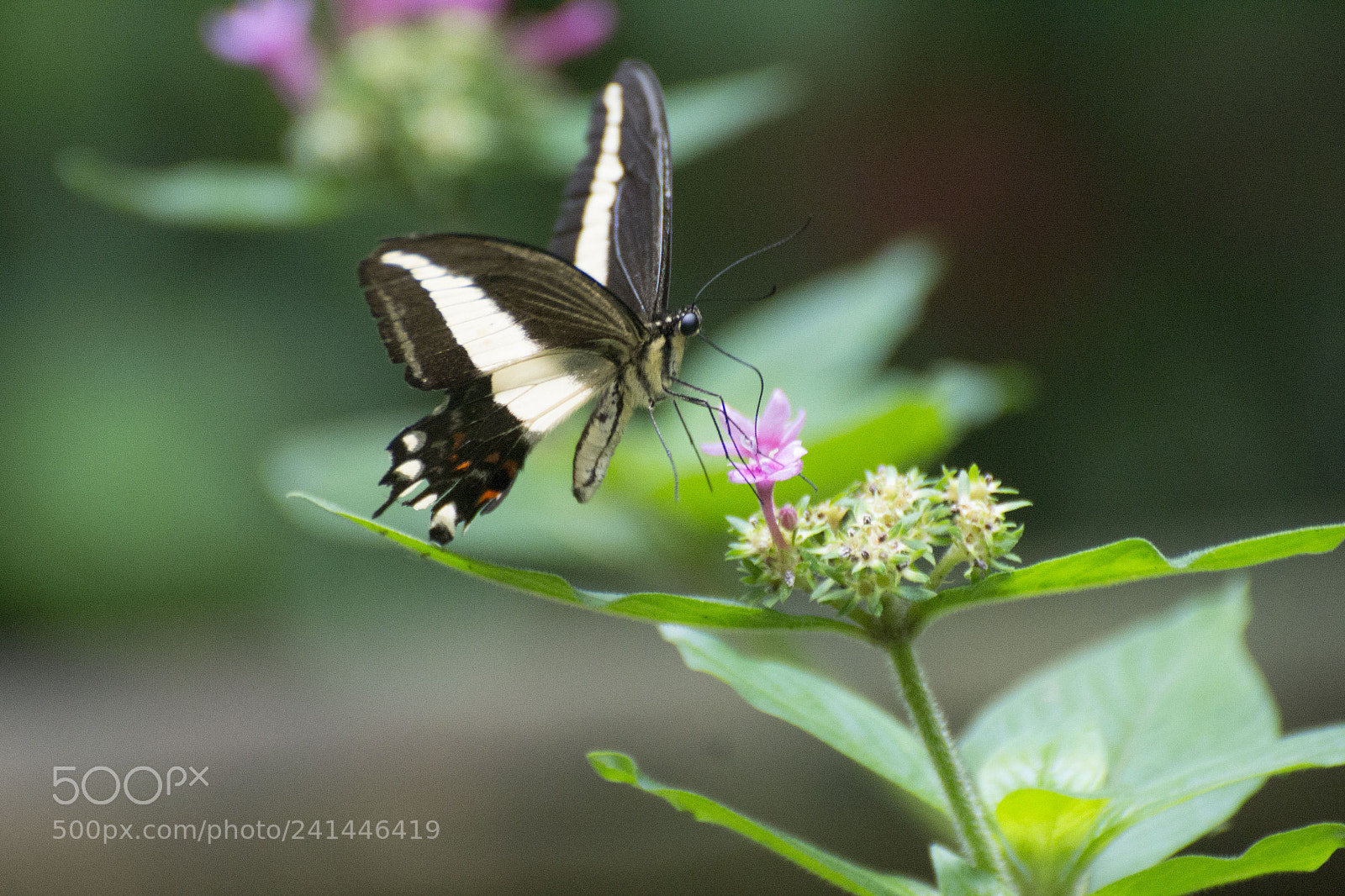 Nikon D3100 sample photo. Flower and butterfly photography