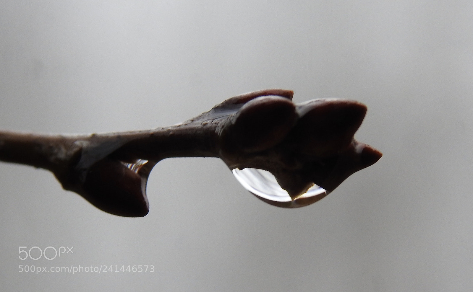 Nikon Coolpix P900 sample photo. Water droplet with beautiful photography
