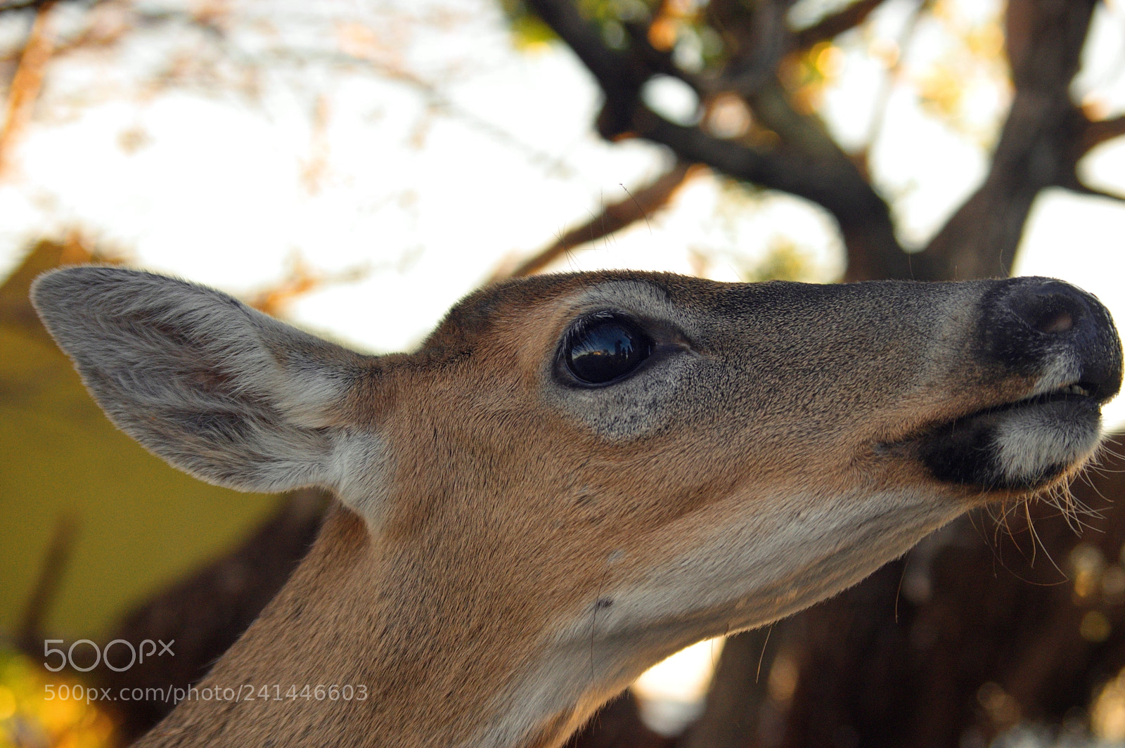 Pentax K-3 sample photo. Distracted photography