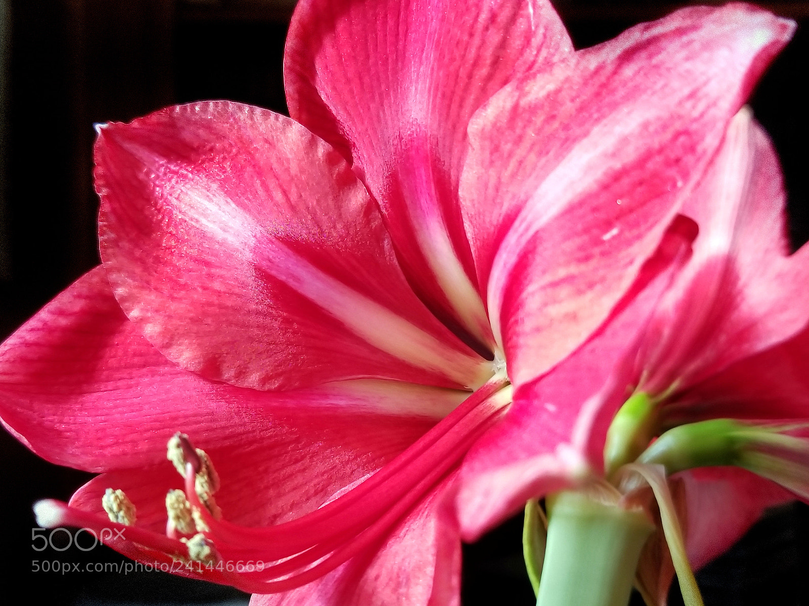 Samsung Galaxy S8+ sample photo. Lily photography