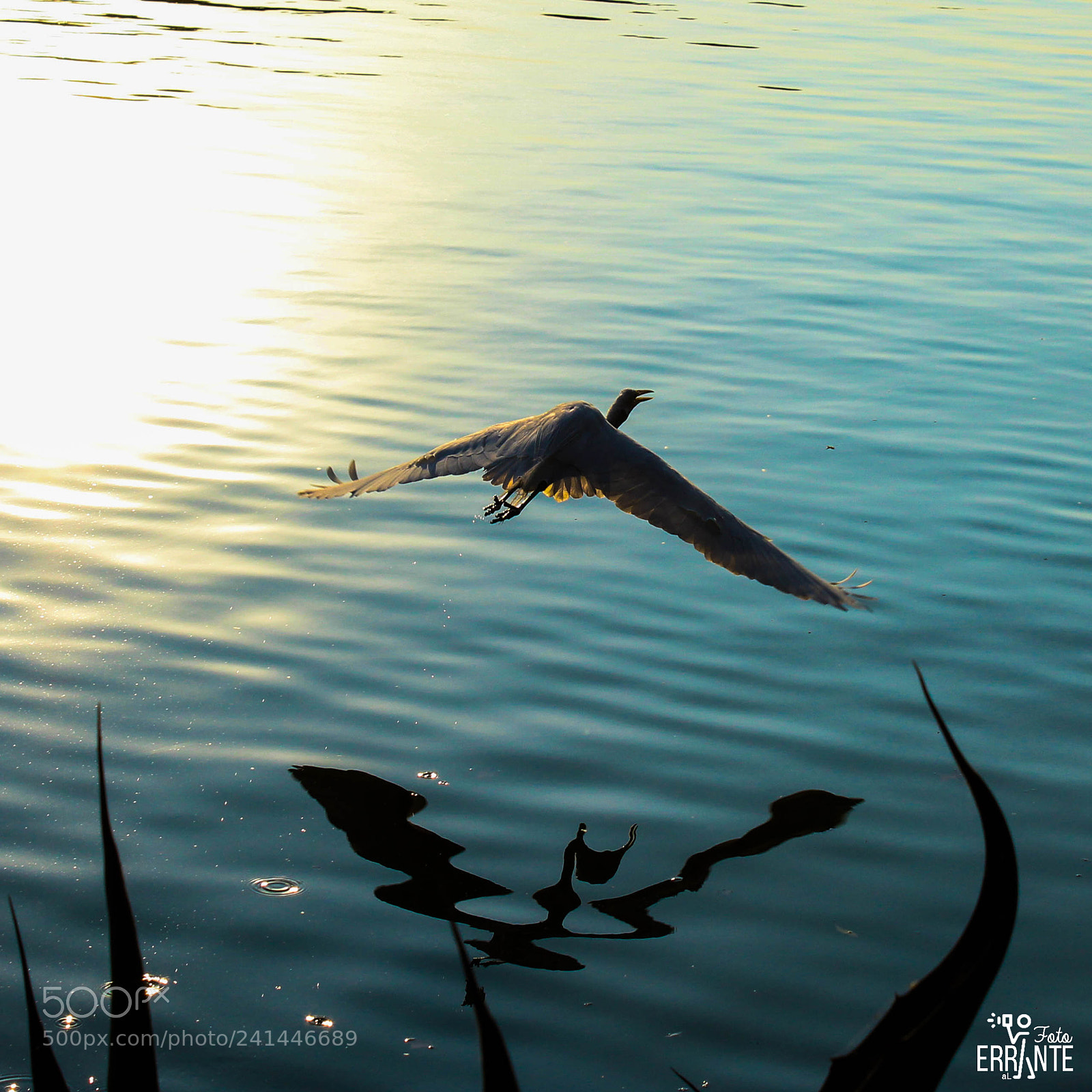 Canon EOS 1300D (EOS Rebel T6 / EOS Kiss X80) sample photo. Spread your wings and photography