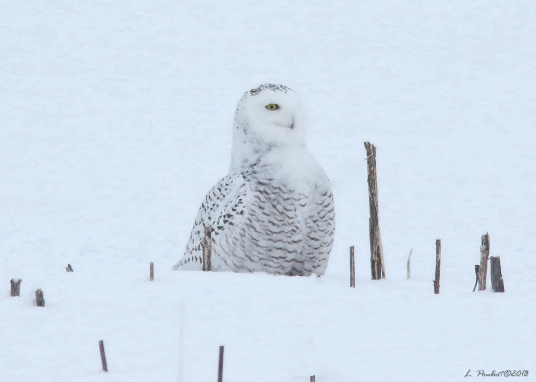 Canon EF 300mm F4L IS USM sample photo. Looking around / regarde aux alentours photography