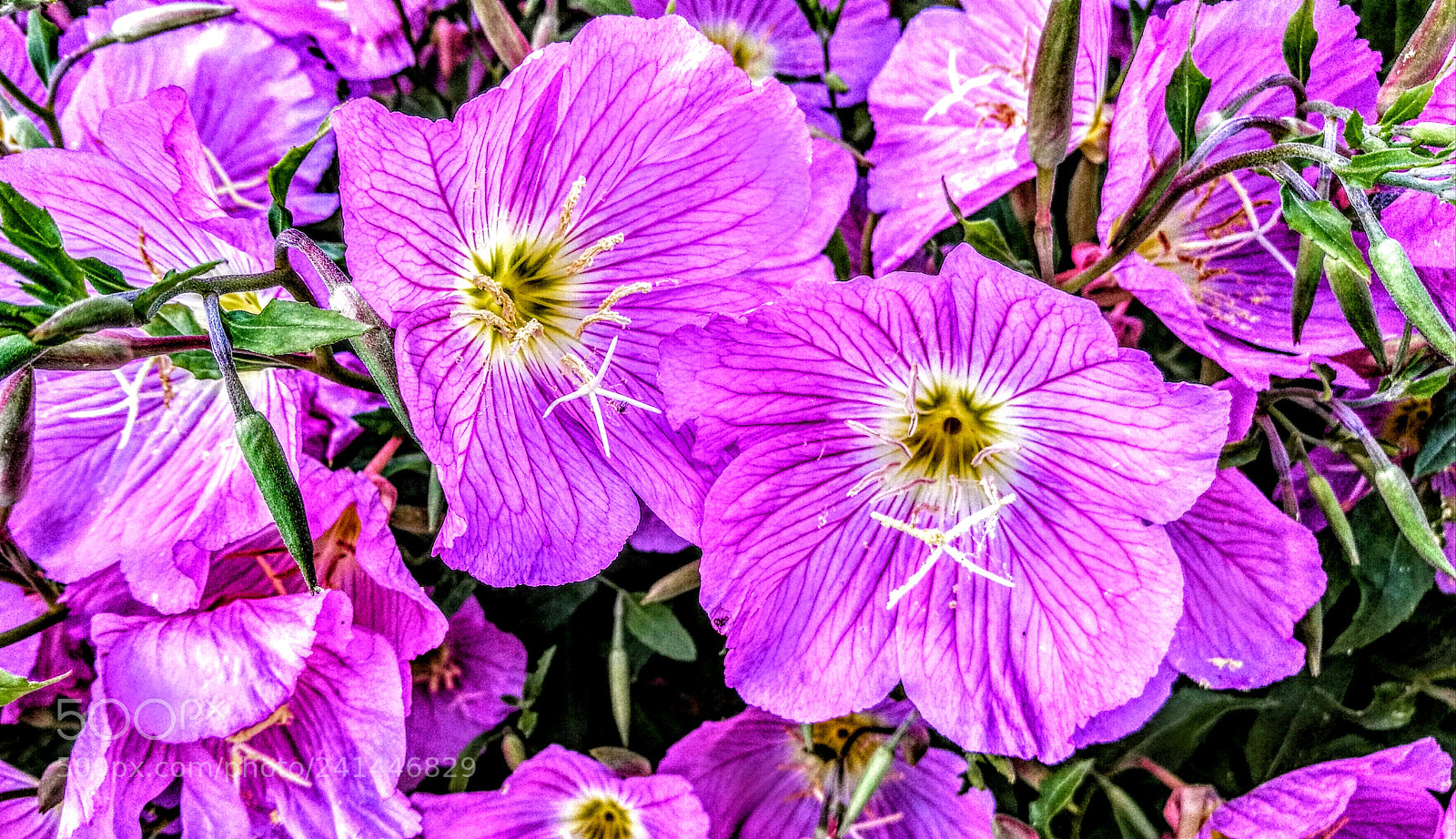 HUAWEI P9 sample photo. Untitled photography