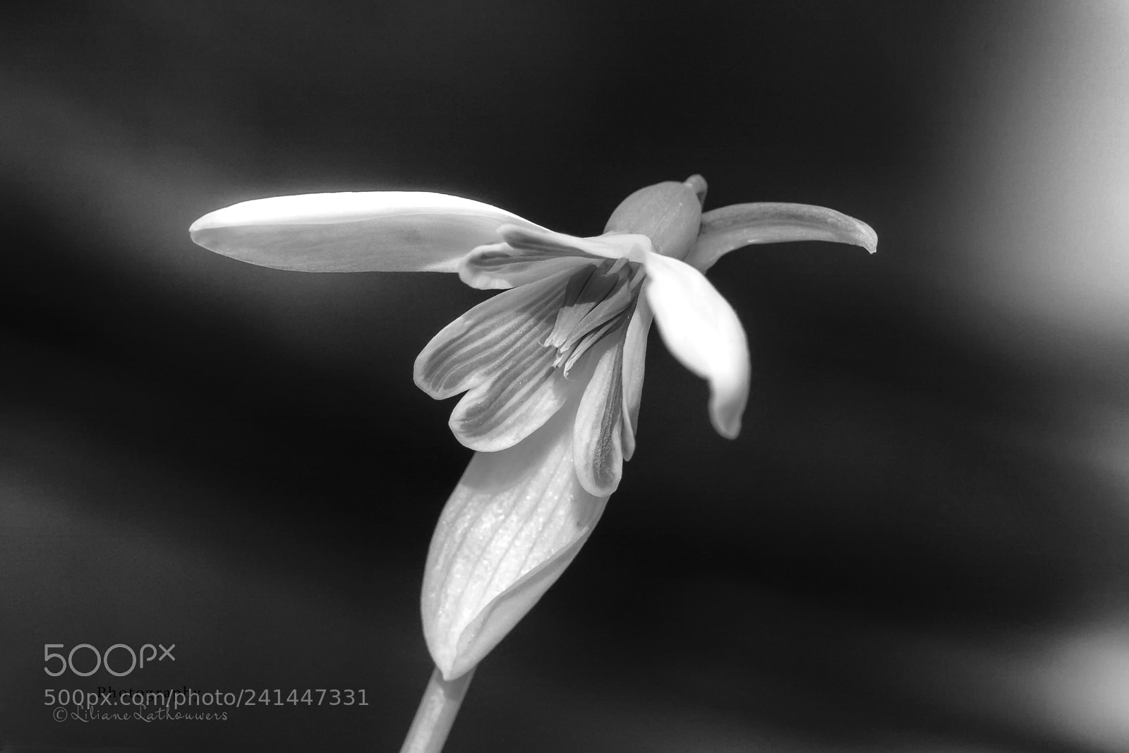 Canon EOS 40D sample photo. Snowdrop photography
