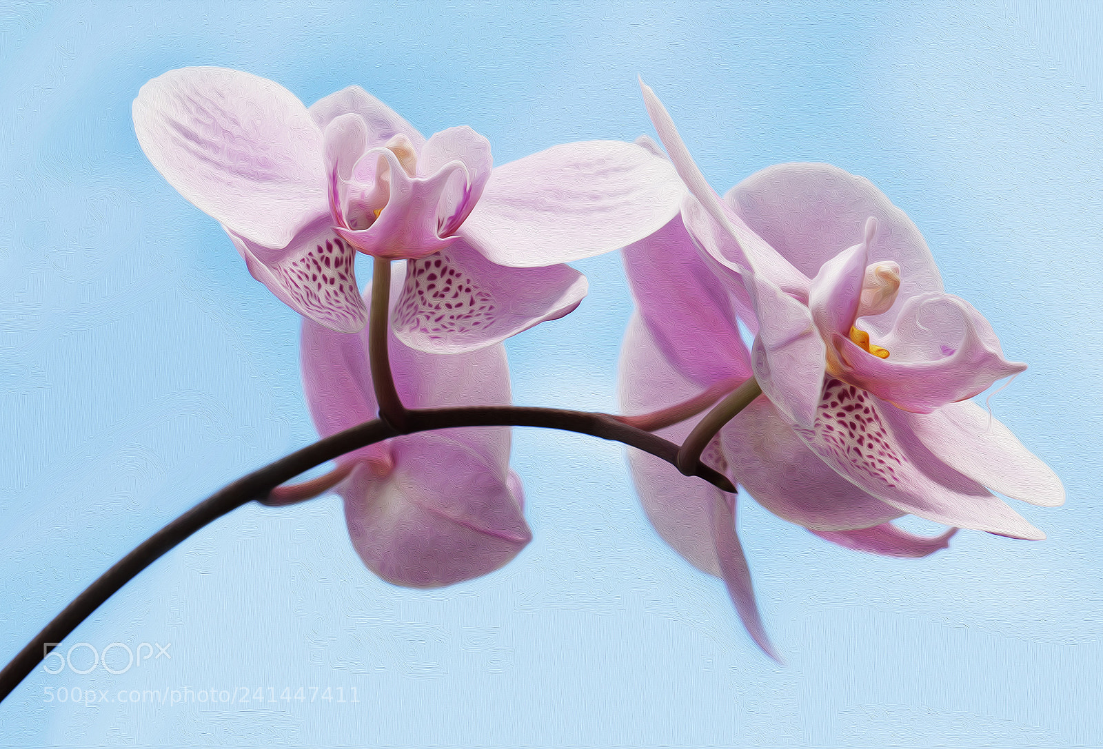 Canon EOS 550D (EOS Rebel T2i / EOS Kiss X4) sample photo. Orchid photography