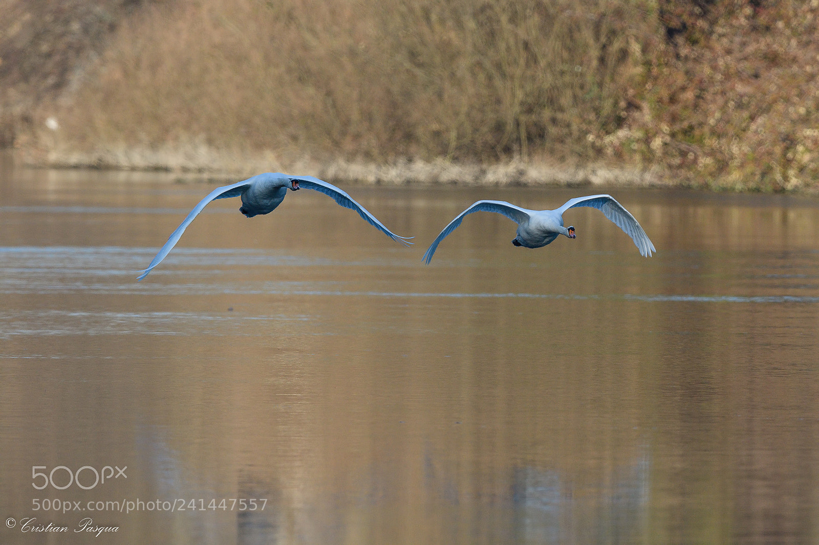 Nikon D500 sample photo. Swans in flight photography