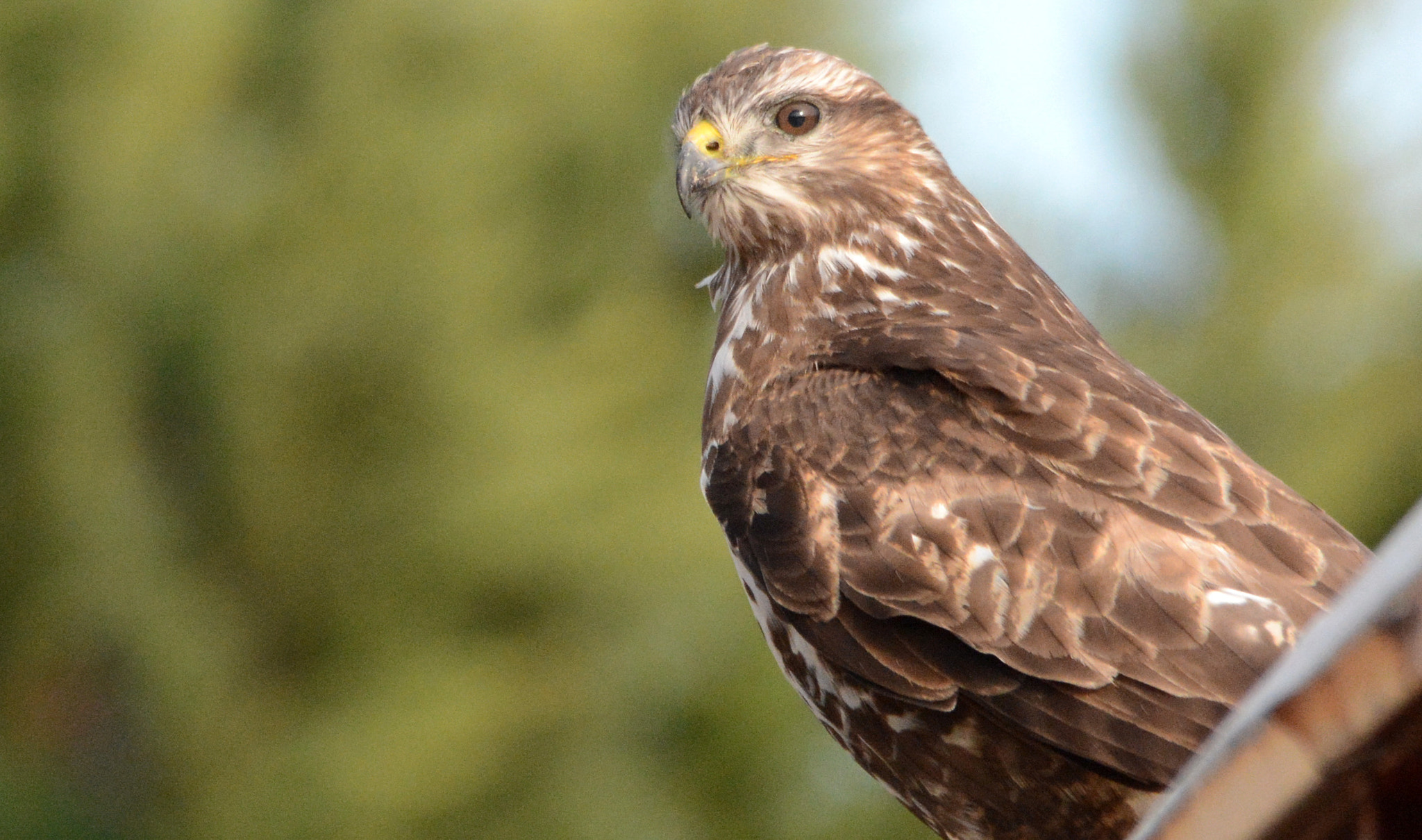 Sigma 150-500mm F5-6.3 DG OS HSM sample photo. Common buzzard photography