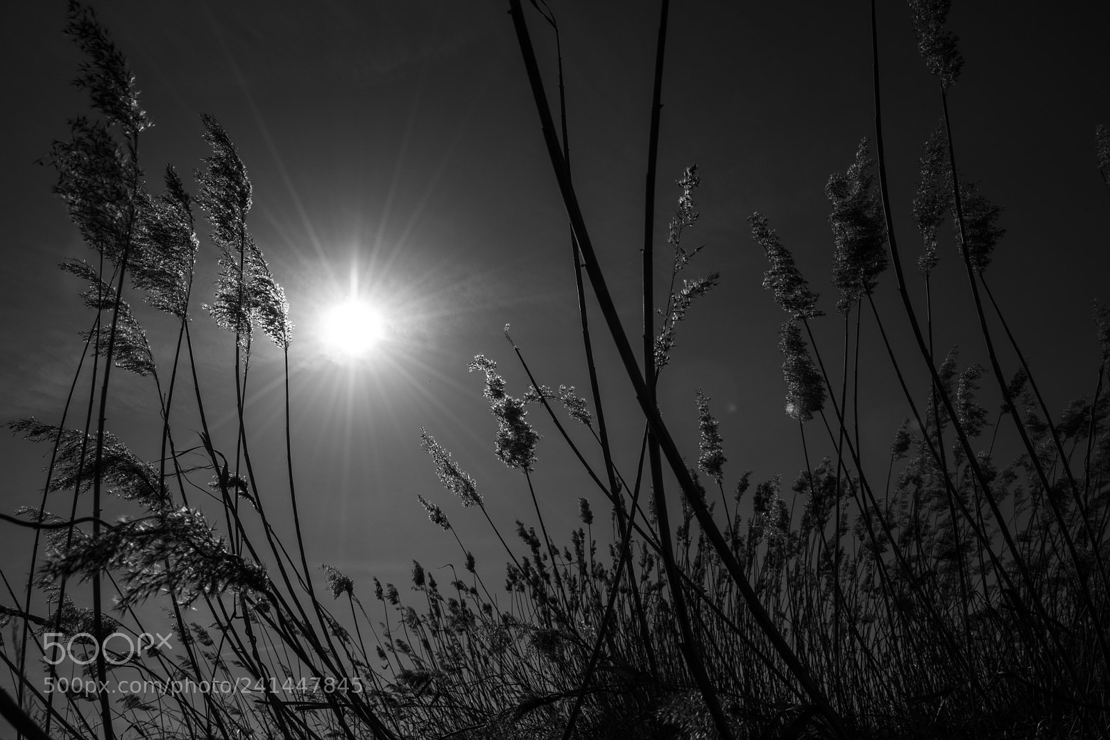 Nikon D7200 sample photo. B&w sun shine photography