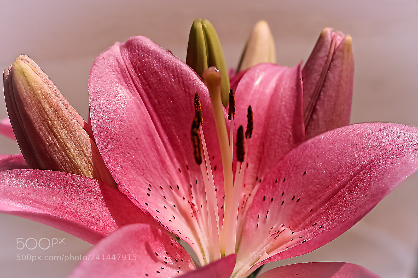 Sony SLT-A58 sample photo. *** lilly *** photography
