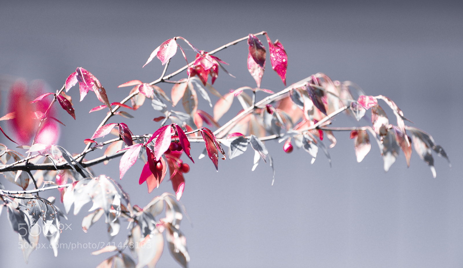 Nikon D600 sample photo. Only red leaves photography