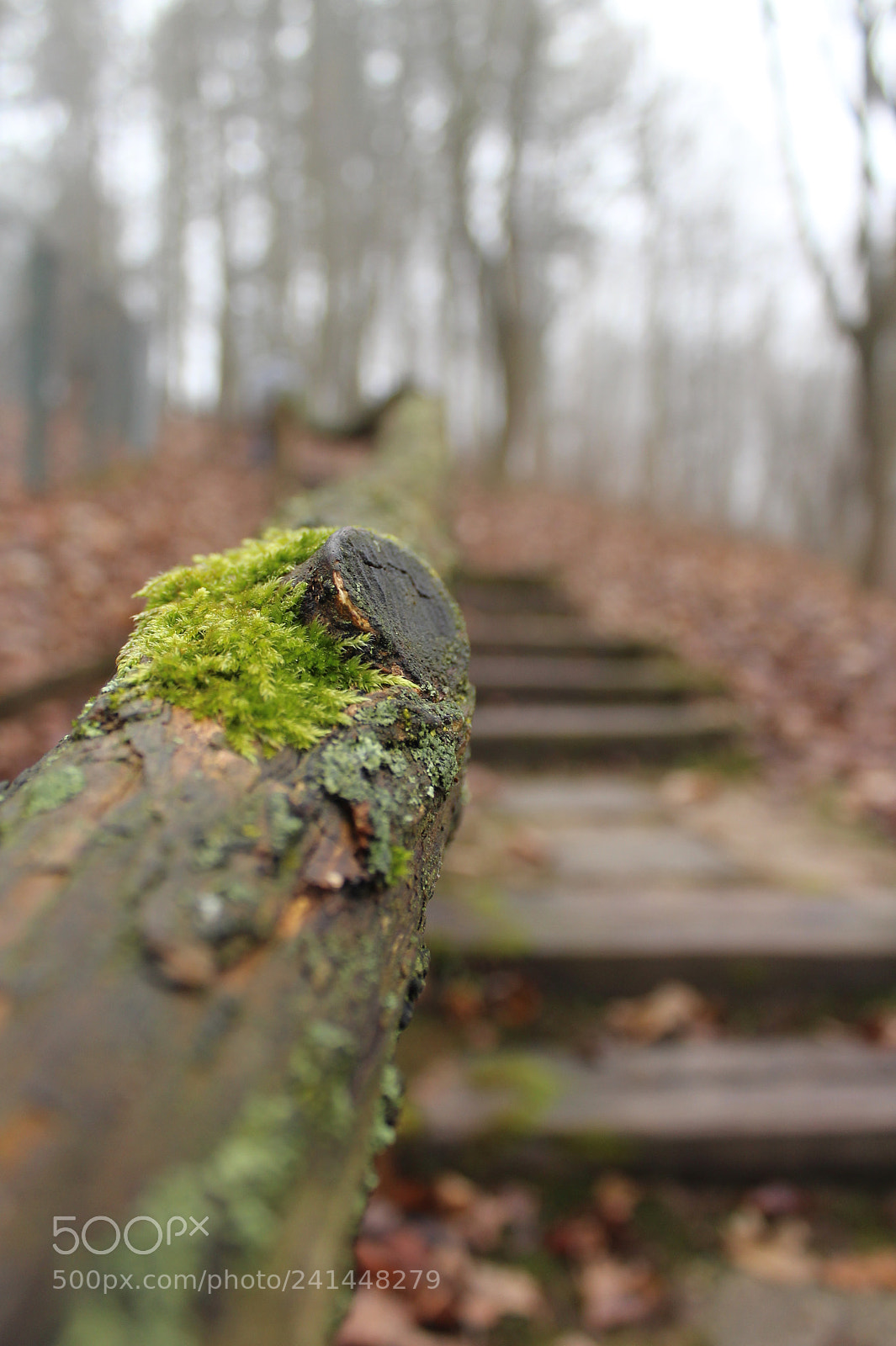 Canon EOS 1200D (EOS Rebel T5 / EOS Kiss X70 / EOS Hi) sample photo. Steps in the wood photography