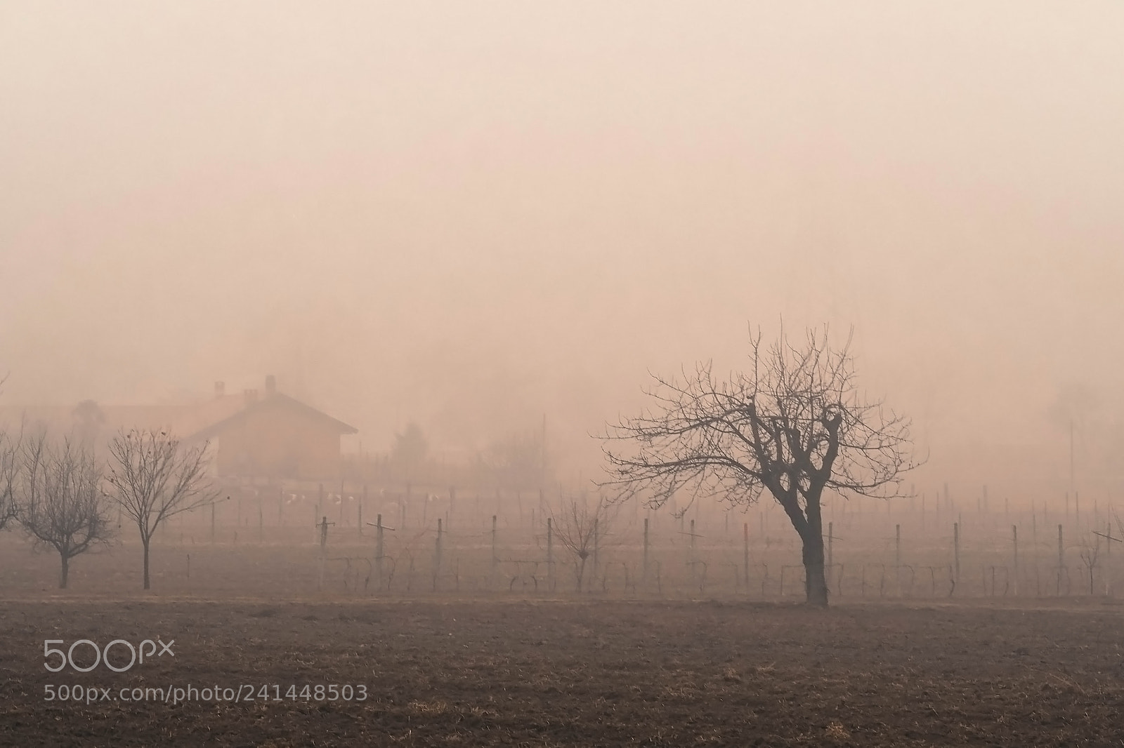 Olympus OM-D E-M10 II sample photo. Foggy day photography