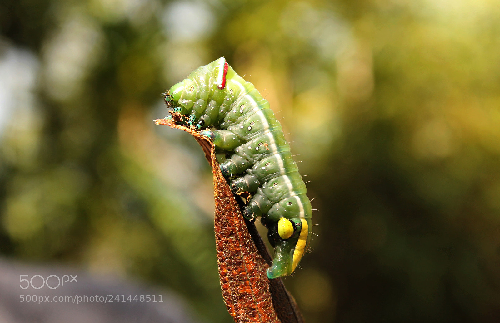 Canon EOS 1100D (EOS Rebel T3 / EOS Kiss X50) sample photo. Nature and its beauties photography