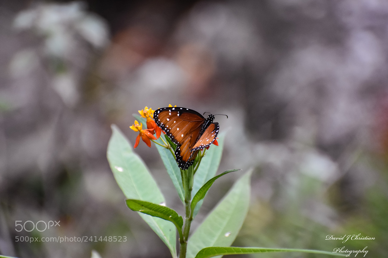 Nikon D3400 sample photo. Butterfly photography