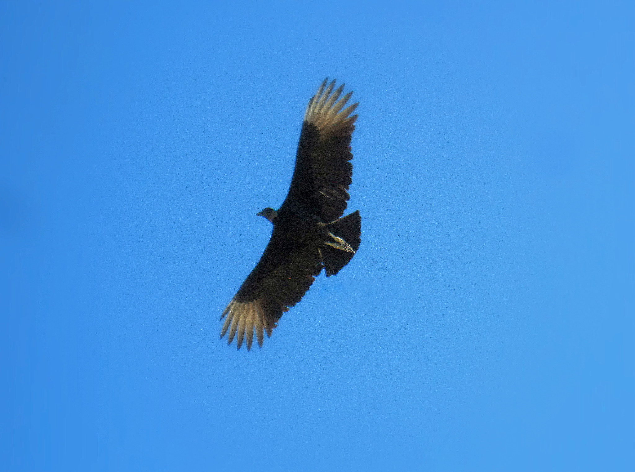 Canon PowerShot SD1200 IS (Digital IXUS 95 IS / IXY Digital 110 IS) sample photo. Biiiiiig bird photography