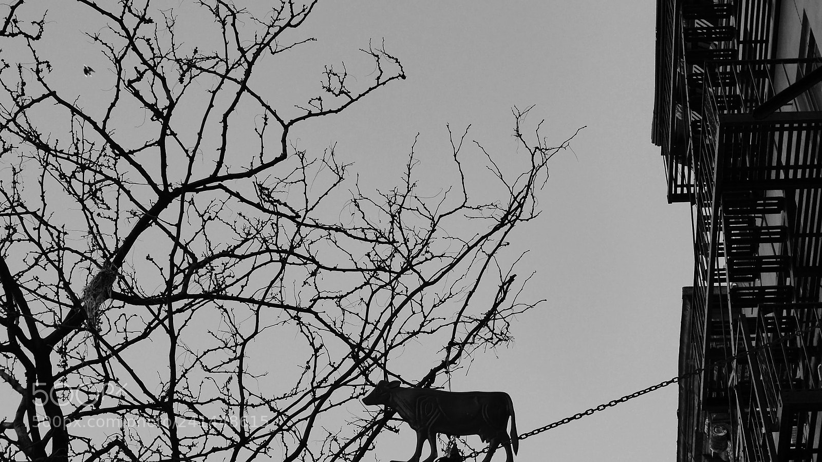 Panasonic Lumix DMC-GH3 sample photo. Cow in the sky photography