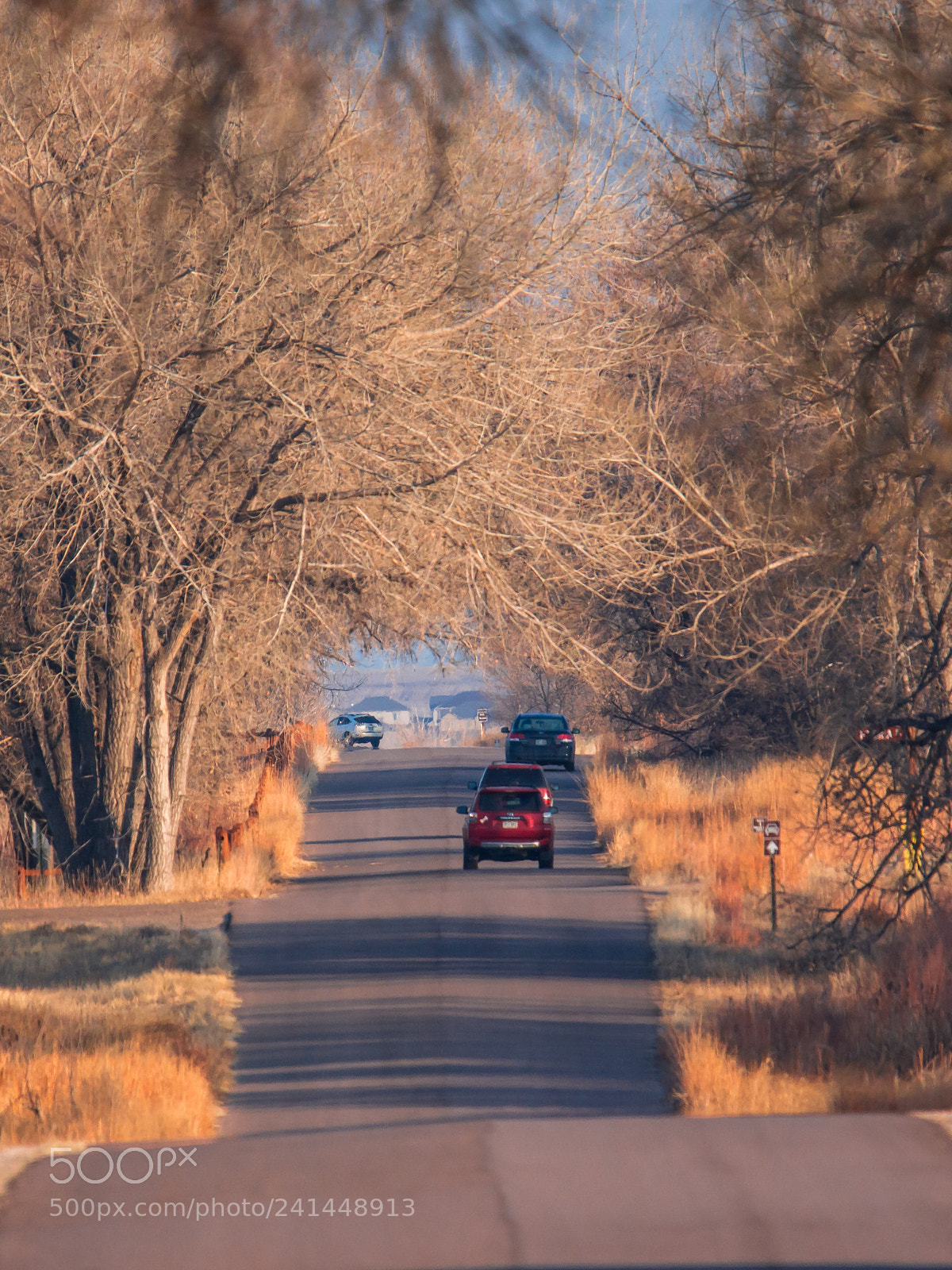 Sony SLT-A77 sample photo. Wildlife drive photography