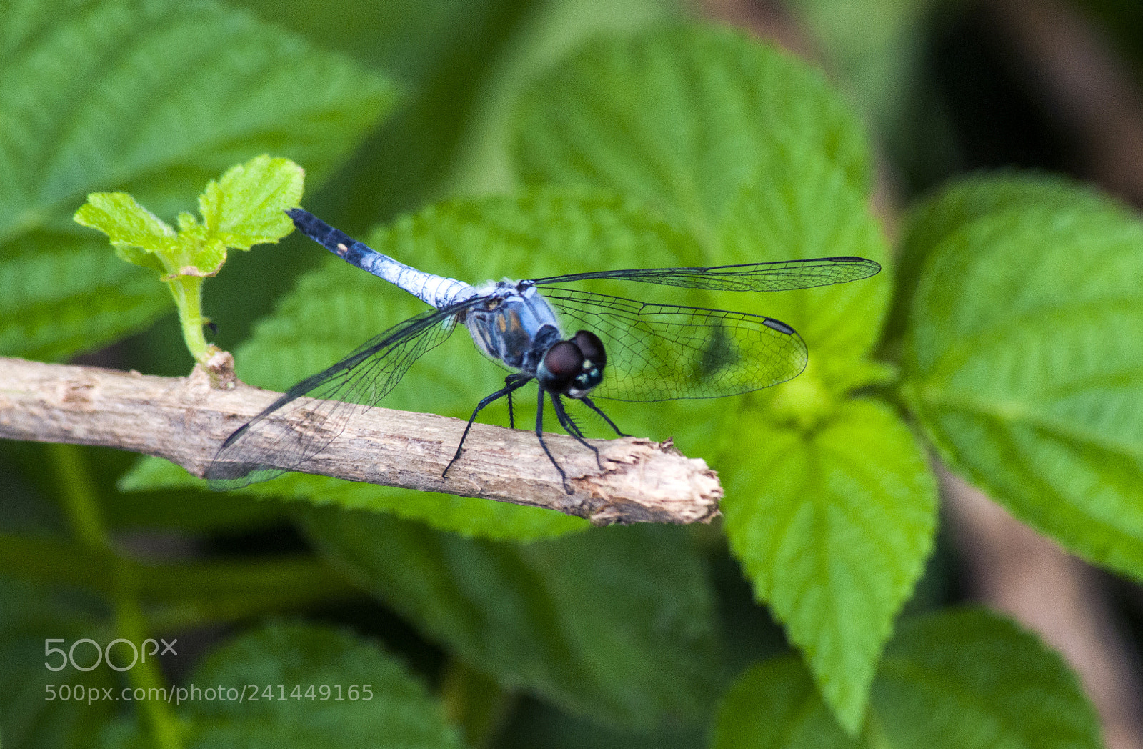 Nikon D90 sample photo. Blue dragonfly photography