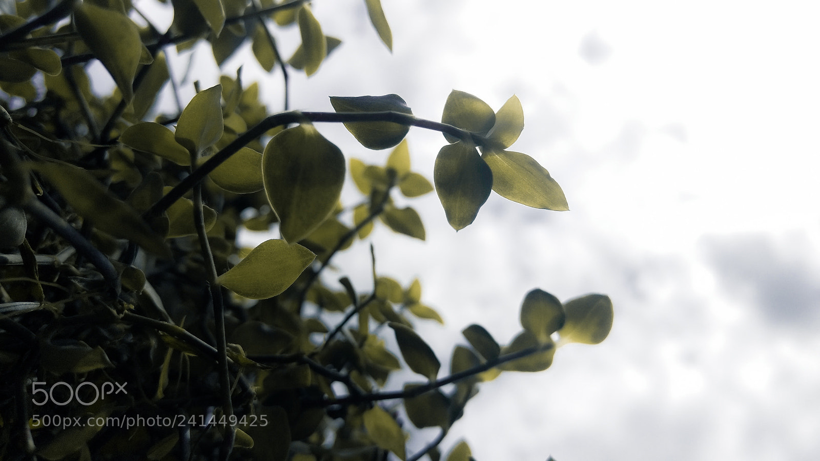 Motorola Moto G (4) sample photo. . photography
