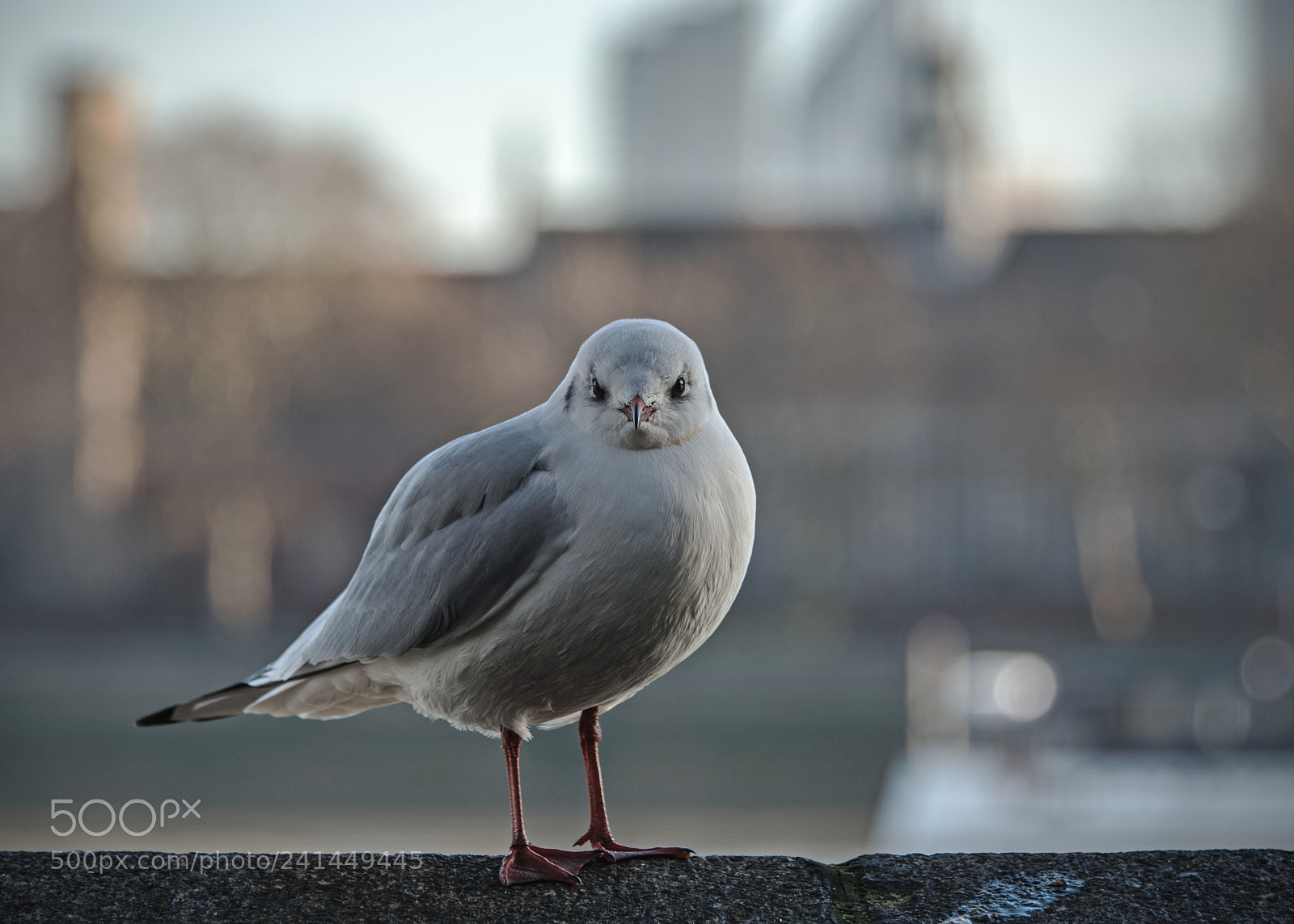 Nikon D810 sample photo. Urban perch photography