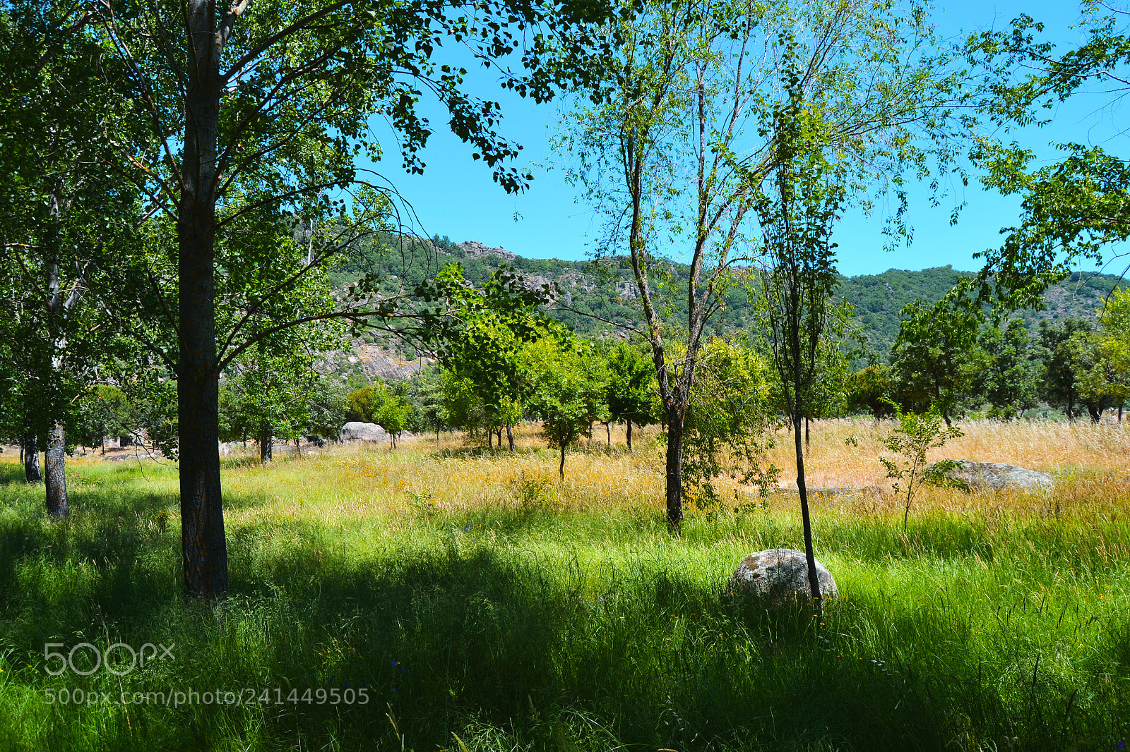 Nikon D3100 sample photo. Primavera. sierra de gata photography