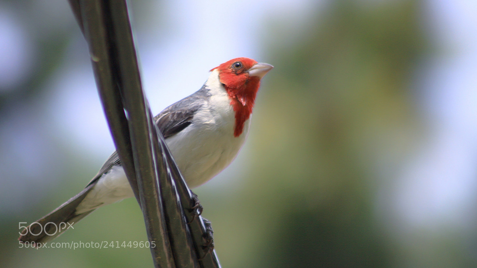 Canon EOS 50D sample photo. Red-crested cardinal photography