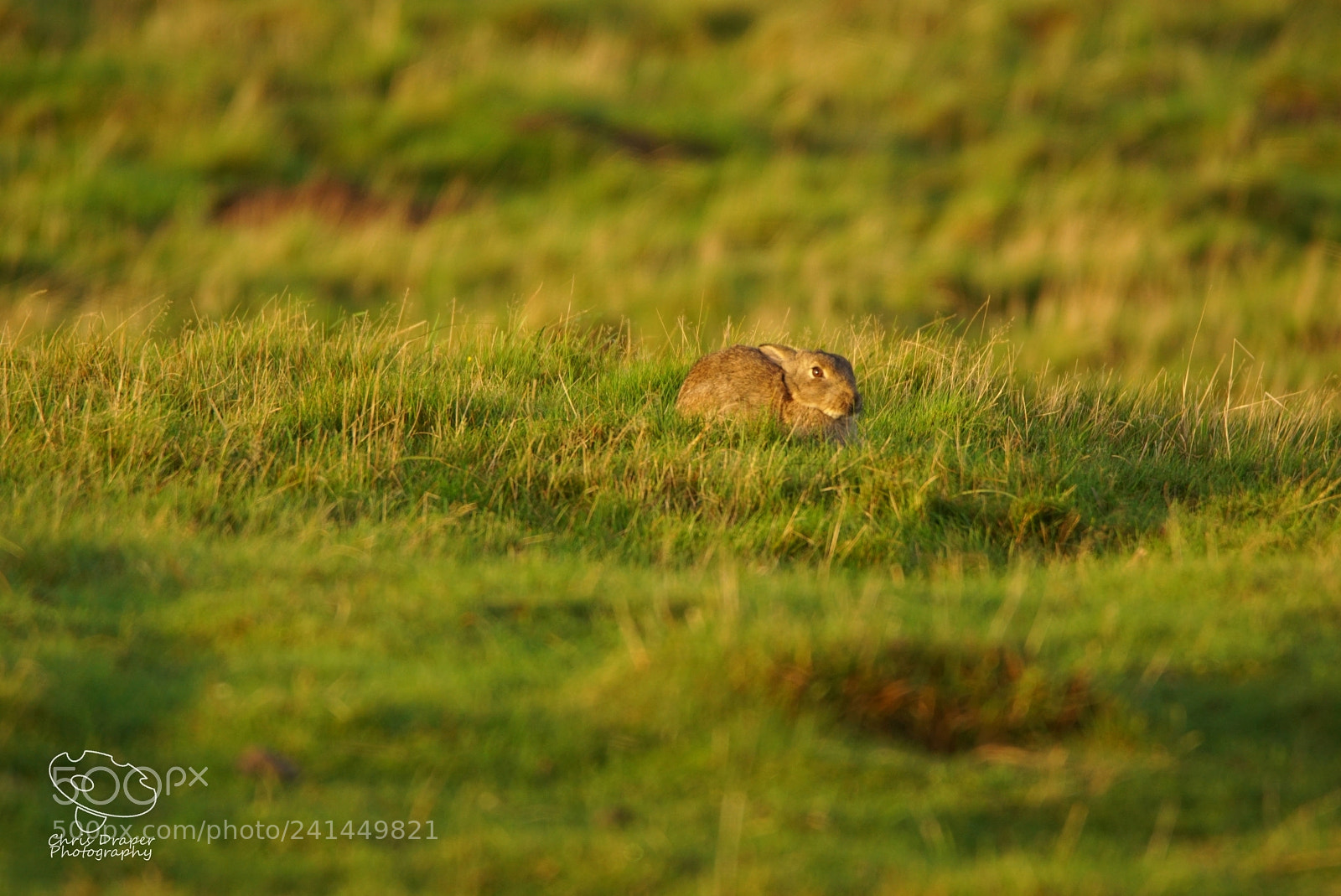 Sony ILCA-77M2 sample photo. Windy morning photography
