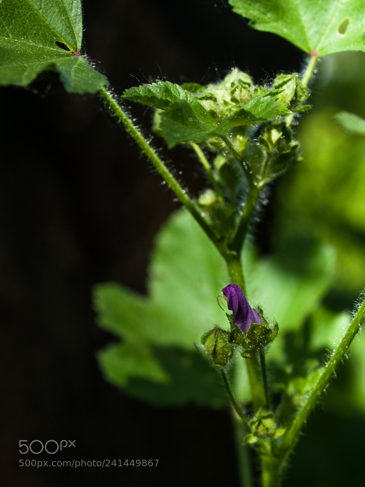 Olympus E-520 (EVOLT E-520) sample photo. Flower photography