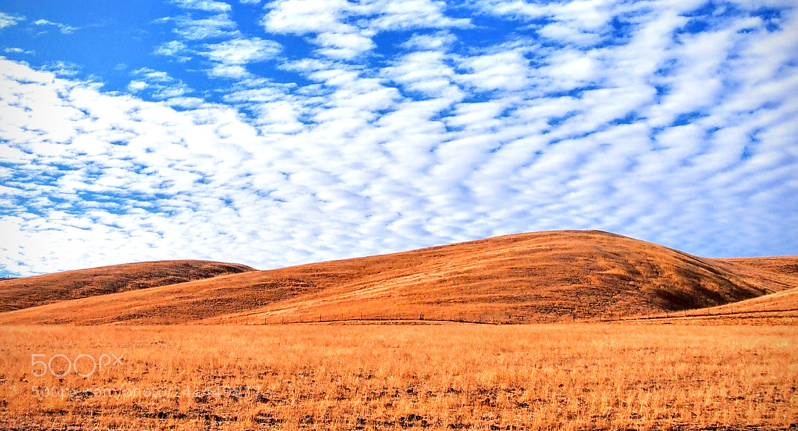 Olympus PEN E-PL5 sample photo. California gold photography