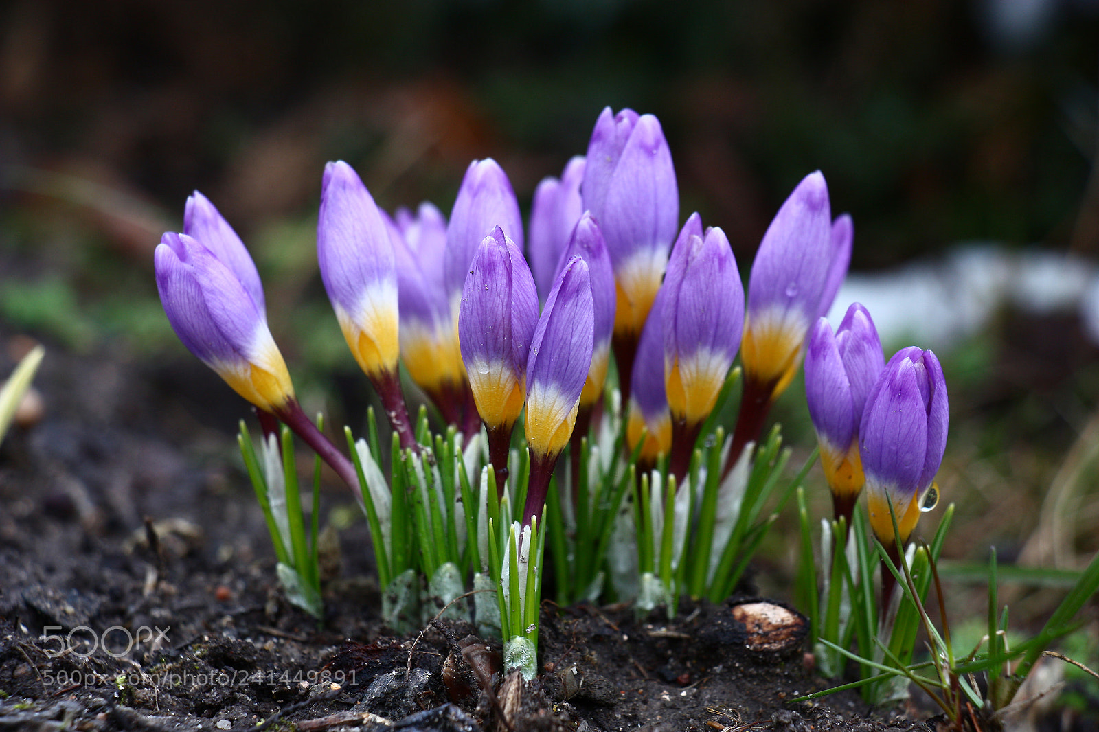 Canon EOS 450D (EOS Rebel XSi / EOS Kiss X2) sample photo. Crocuses in five colors. photography