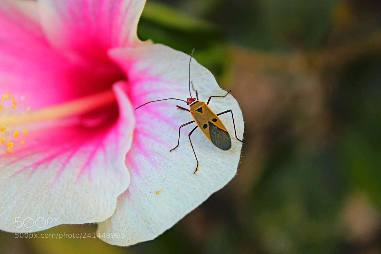 Canon EOS 600D (Rebel EOS T3i / EOS Kiss X5) sample photo. Insect that took the photography