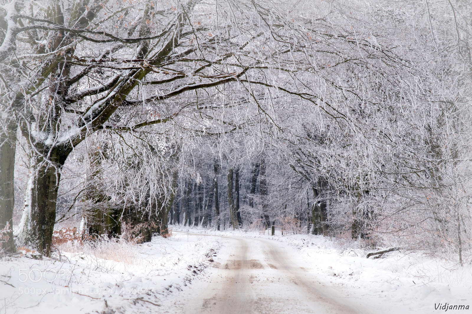 Nikon D5500 sample photo. White beeches lane photography