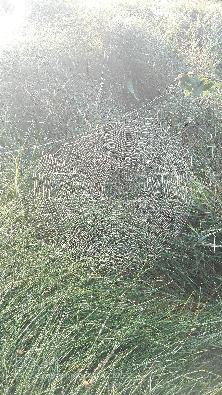 HUAWEI P8 Lite sample photo. Eternal weaver photography