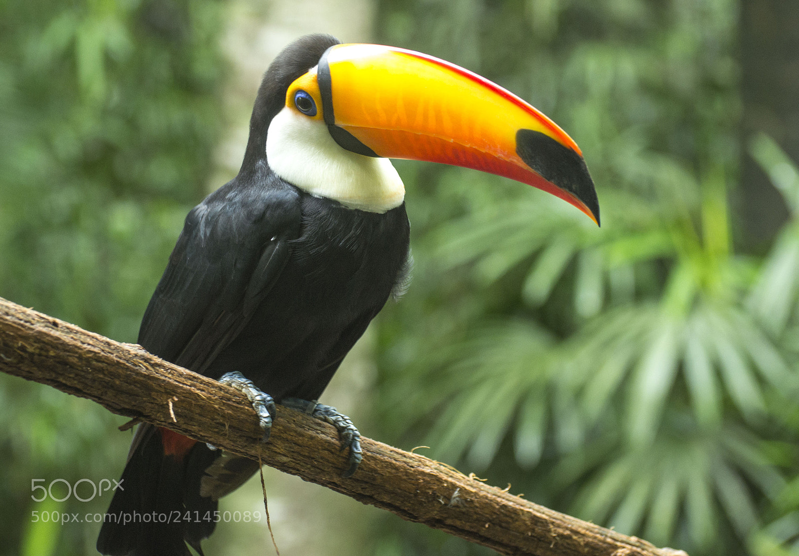 Nikon D3100 sample photo. Toucan photography