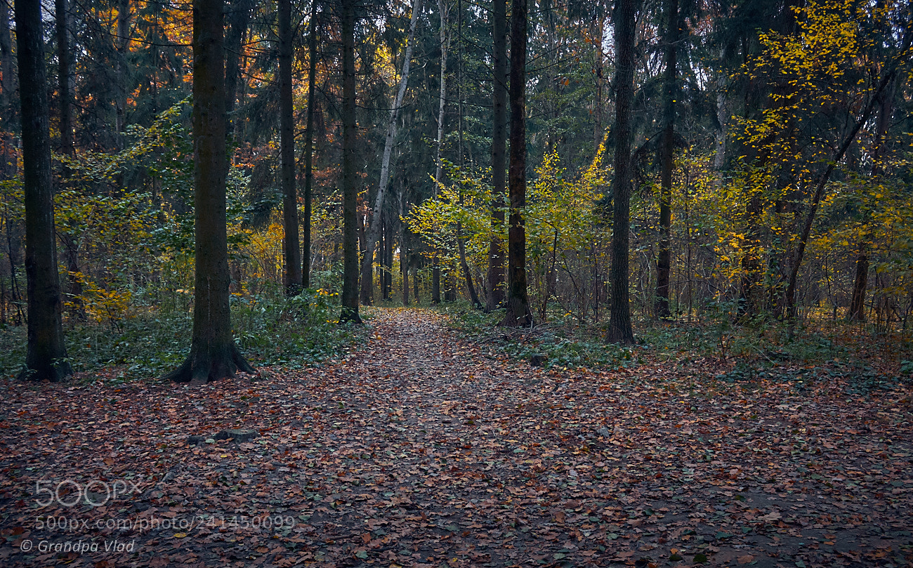 Canon EOS 1100D (EOS Rebel T3 / EOS Kiss X50) sample photo. Leaf fall... photography