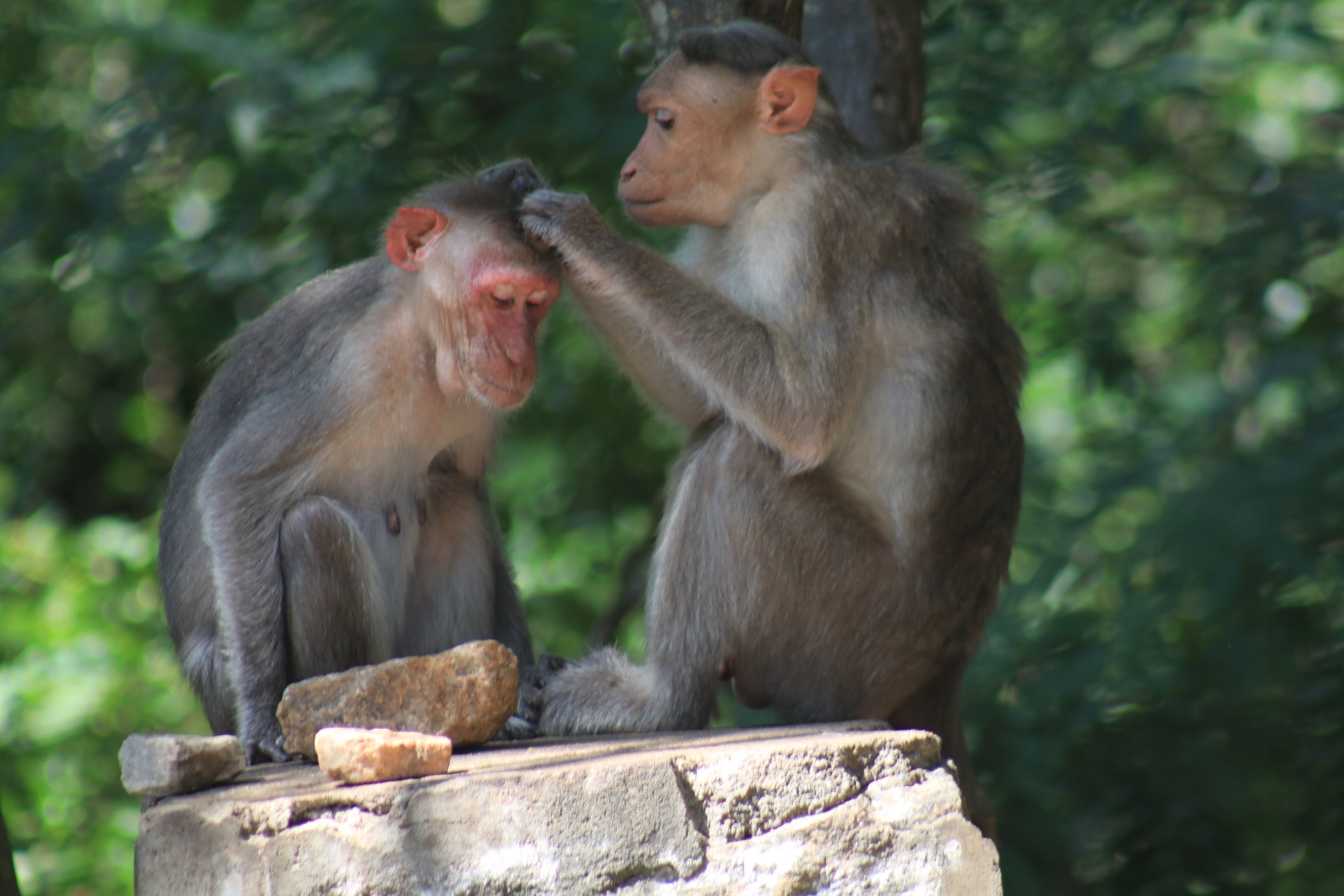 Canon EOS 80D + EF75-300mm f/4-5.6 sample photo. The monkey act photography